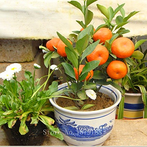 Semillas Semillas de frutos de naranja árbol enano Washington Navel cultivar en interior o al aire libre 30pcs + AA