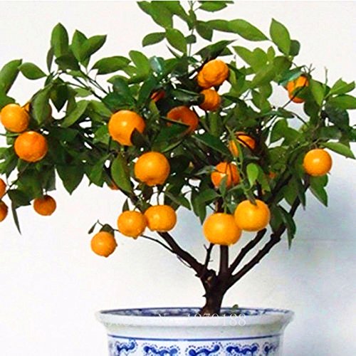 Semillas Semillas de frutos de naranja árbol enano Washington Navel cultivar en interior o al aire libre 30pcs + AA