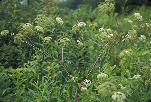 zumari 50 piezas Cicuta maculata WATER HEMLOCK semillas de plantas