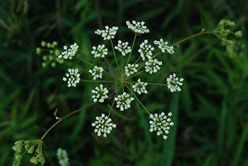 zumari 50 piezas Cicuta maculata WATER HEMLOCK semillas de plantas