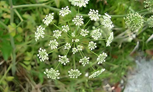 zumari 50 piezas Cicuta maculata WATER HEMLOCK semillas de plantas