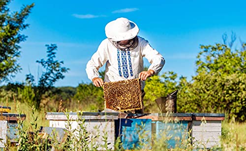 1 kg = 1000 g 100% cera de abejas pura | Cera perfecta para cosméticos y fabricación de velas | 100% natural | marca alemana MolinoRC®