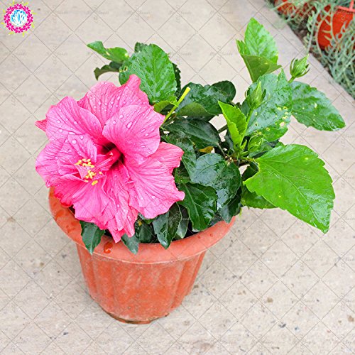 100PCS gigantes semillas de hibisco doble pétalos semillas de hibisco azul Bonsai semillas de flores raras planta de interior perenne para el jardín de 3