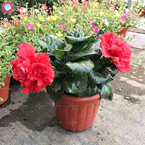100PCS gigantes semillas de hibisco doble pétalos semillas de hibisco azul Bonsai semillas de flores raras planta de interior perenne para el jardín de 3