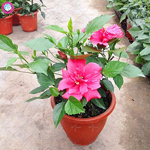 100PCS gigantes semillas de hibisco doble pétalos semillas de hibisco azul Bonsai semillas de flores raras planta de interior perenne para el jardín de 3