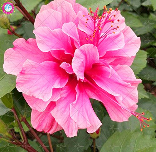 100PCS gigantes semillas de hibisco doble pétalos semillas de hibisco azul Bonsai semillas de flores raras planta de interior perenne para el jardín de 3