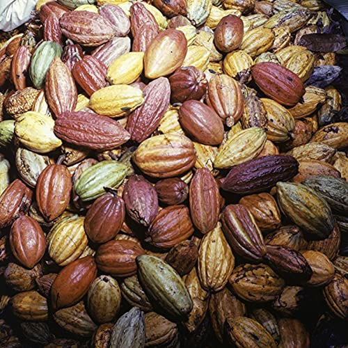 20 Unids/Bolsa Semillas De Plantas Hermosas Semillas De Cacao Theobroma Natural De Alta Germinación Para Plantas De Césped Semillas De Jardín Semillas