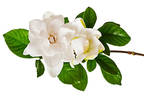 Aceite esencial de gardenia, 100% puro y natural (Gardenia Jasminoides), Fragances of Heaven, de Ambrosial.