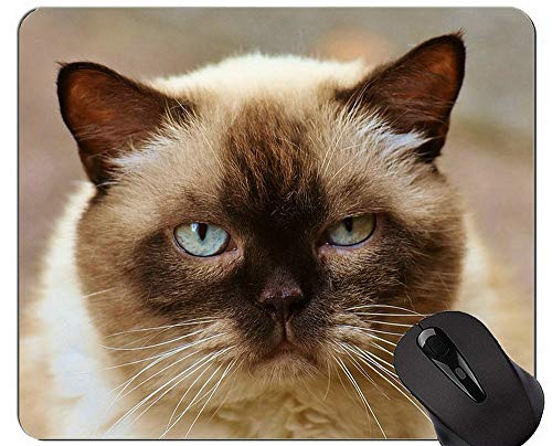 Alfombrillas de ratón, Gato exótico de Pelo Corto Gato Persa Alfombrilla de ratón Personalizada, Alfombrilla de Gato con Borde Cosido