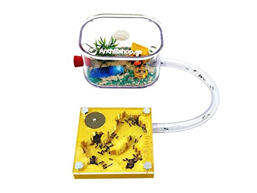Anthillshop.es Hormigueros educativos 3D 7x7 Color Oro con Caja de forrajeo (Hormigas Incluidas Gratis, de 20 a 30 obreras).