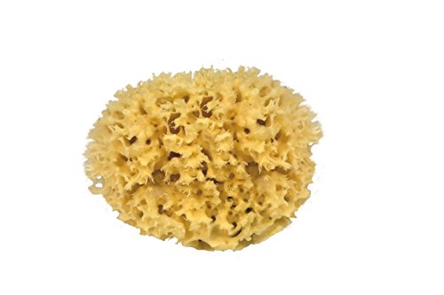 CROLL & DENECKE M160 - Esponja Natural del mar Mediterráneo (Calidad Media, 16 cm)