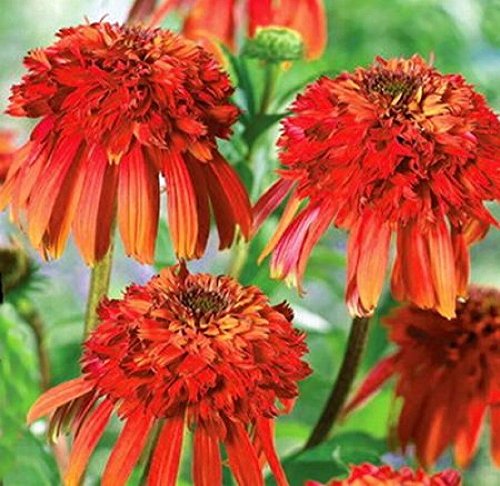 Echinacea 'Hot Papaya' semillas de flor, 50 semillas / paquete, rara herencia Rojo Fuego Coneflower