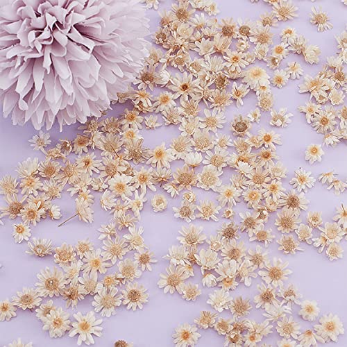 homeemoh 200 Piezas pequeñas Flores secas Naturales, Mini Flores secas Naturales de Brasil pequeñas Estrellas para Manualidades de Bricolaje fabricación de Velas de Resina epoxi, Color Mezclado