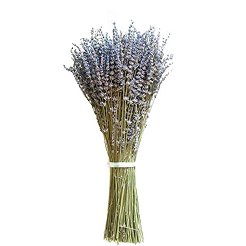 Kslogin - Flores secas naturales de lavanda y lavanda inglesa, ramo secado, color azul