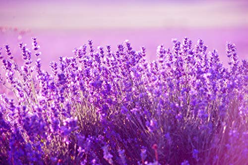 Lavanda Institut Karité Paris Shea Luz Crema de Manos Así Hada 75 ml