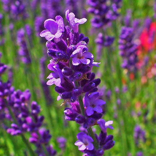 Lavandula angustifolia | Planta de Lavanda Inglés | Arbustos de hoja perenne (1 Planta)