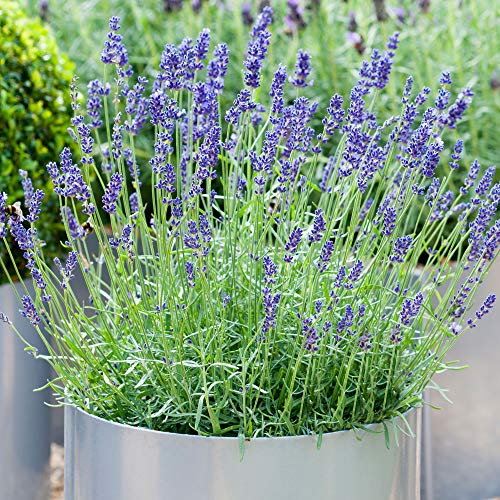 Lavandula angustifolia | Planta de Lavanda Inglés | Arbustos de hoja perenne (1 Planta)