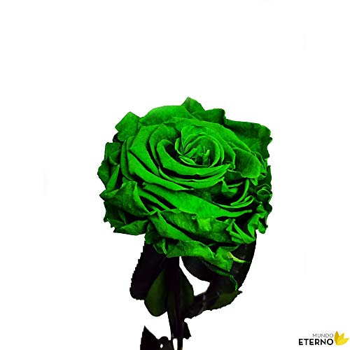 Mundo Eterno Rosa Eterna Preservada 35cm Verde