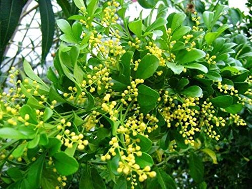 Nueva Aglaia odorata flor más de 100 semillas
