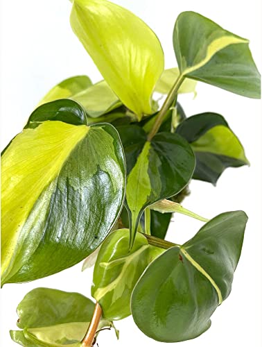PLANTA NATURAL KOKEDAMA BRASIL 30CM PERFECTA PARA DECORACIÓN
