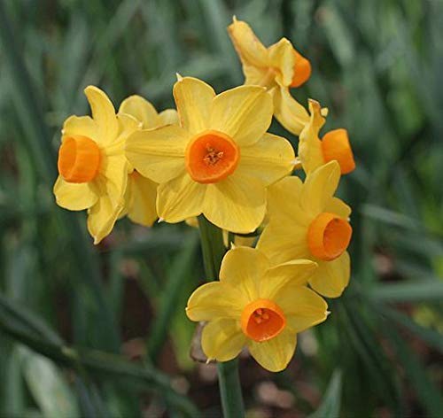 Portal Cool 25: Bombillas/Narcissus narciso - Grand Soleil d'Or