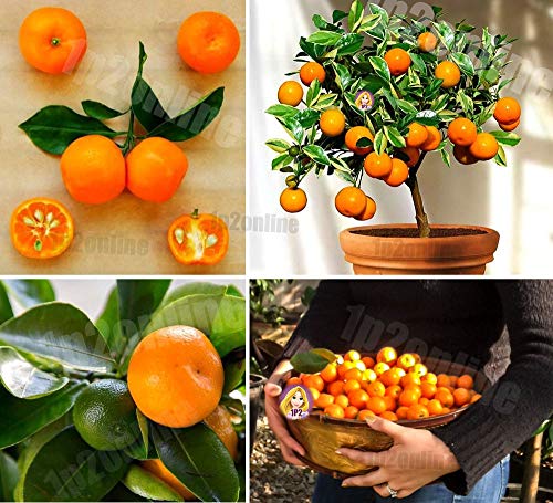 Portal Cool Miniatura enana naranja Manderin semillas de árboles de cítricos 30 semillas raras de frutas de verano