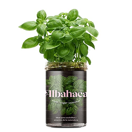 Resetea | Huerto de cocina | Albahaca