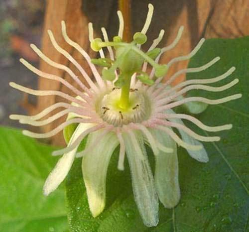 rubra pasionaria | láudano dutchmans | 20_Seeds
