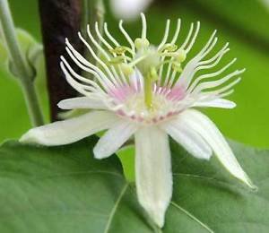 rubra pasionaria | láudano dutchmans | 20_Seeds A EE.UU.