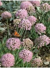 SEMILLAS 30 + ALLIUM GERMAN AJO flor de la lila/LLAMATIVA/ciervo RESISTENTE A/FRAGANTE