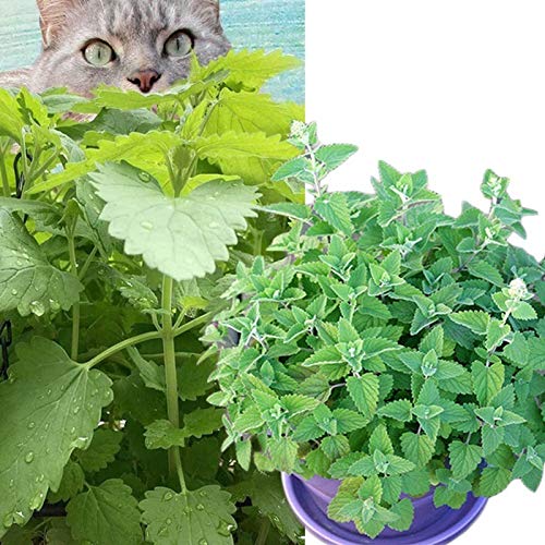 Semillas de flores semillas planta 200pcs/bolsa Catnip semillas spearmint alta germinación hierbas de menta comestibles cubiertas de hierba al aire libre semilleros para el jardín - semilla de catnip