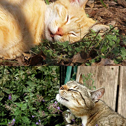 Semillas de flores semillas planta 200pcs/bolsa Catnip semillas spearmint alta germinación hierbas de menta comestibles cubiertas de hierba al aire libre semilleros para el jardín - semilla de catnip
