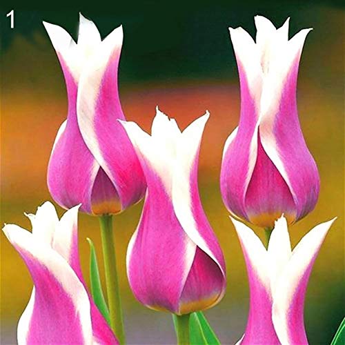Semillas Semillas tulipán, 100 piezas / bolsa de tulipán Perenne Fragancia natural color brillante Bonsai Semilla para el balcón