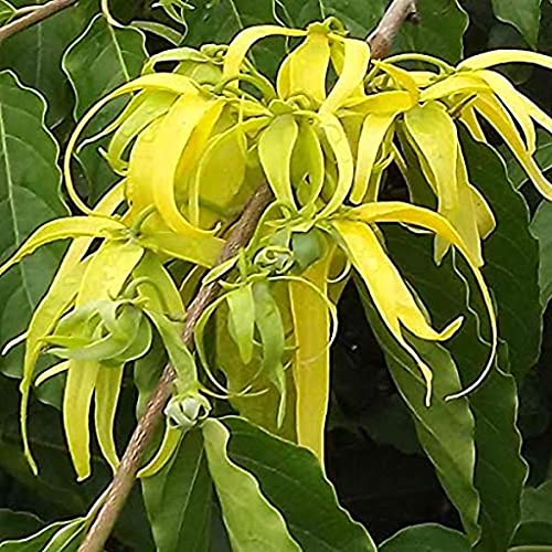 SVI Semillas de flor de Cananga odorata