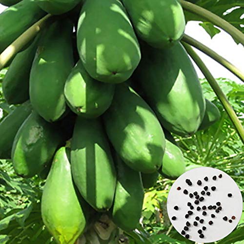 TOYHEART 100 Piezas De Semillas De Frutas De Primera Calidad, Semillas De Papaya, Semillas De Papaya Dulce Amarillas Pequeñas, Raras, No Transgénicas, Para Jardín Verde