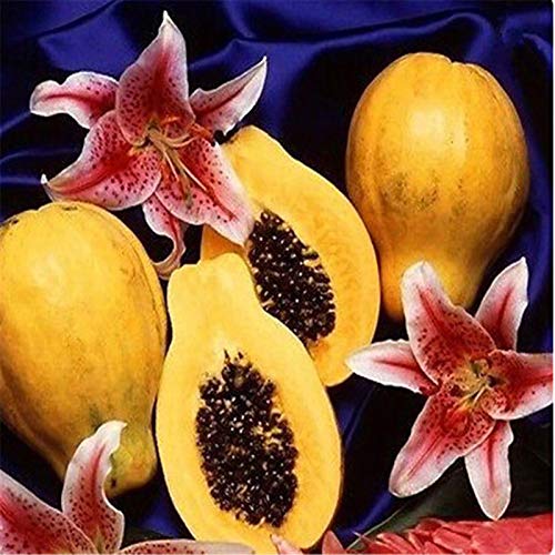 TOYHEART 100 Piezas De Semillas De Frutas De Primera Calidad, Semillas De Papaya, Semillas De Papaya Dulce Amarillas Pequeñas, Raras, No Transgénicas, Para Jardín Verde