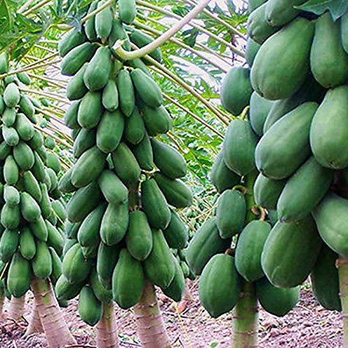 TOYHEART 100 Piezas De Semillas De Frutas De Primera Calidad, Semillas De Papaya, Semillas De Papaya Dulce Amarillas Pequeñas, Raras, No Transgénicas, Para Jardín Verde