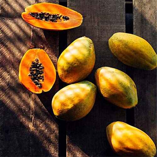 TOYHEART 100 Piezas De Semillas De Frutas De Primera Calidad, Semillas De Papaya, Semillas De Papaya Dulce Amarillas Pequeñas, Raras, No Transgénicas, Para Jardín Verde