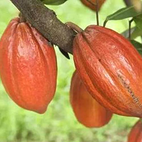 TOYHEART 20 Piezas De Semillas De Hortalizas De Primera Calidad, Semillas De Plantas Hermosas Semillas De Cacao Natural De Theobroma De Alta Germinación Para Césped Semillas
