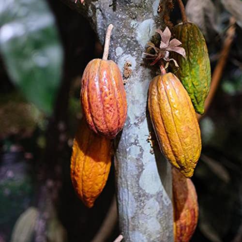 TOYHEART 20 Piezas De Semillas De Hortalizas De Primera Calidad, Semillas De Plantas Hermosas Semillas De Cacao Natural De Theobroma De Alta Germinación Para Césped Semillas