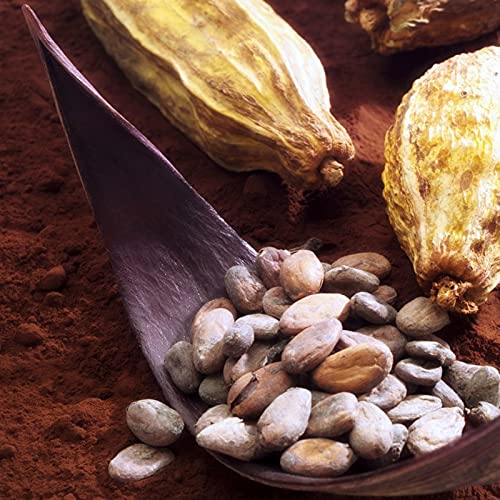 TOYHEART 20 Piezas De Semillas De Hortalizas De Primera Calidad, Semillas De Plantas Hermosas Semillas De Cacao Natural De Theobroma De Alta Germinación Para Césped Semillas