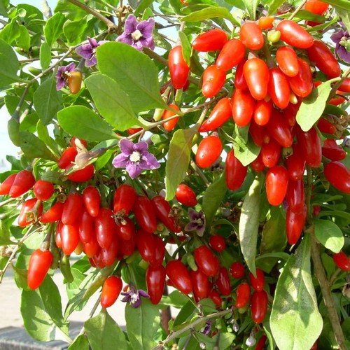 Venta caliente !!! 200 semillas de Goji Berry, (wolfberry), el más popular de bayas heathy, arbusto enano rico en antioxidantes! ¡tu eliges!