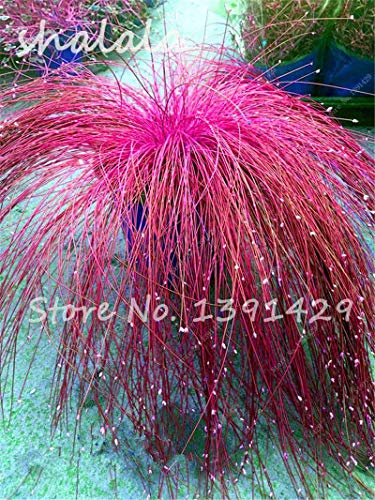 Vistaric 200 pcs Multi Color Garden Ornamental Semillas de césped Semillas de césped hermosas, semillas de bonsái, crecimiento natural, la tasa de germinación 95% 12
