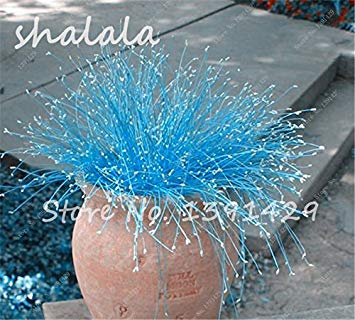 Vistaric 200 pcs Multi Color Garden Ornamental Semillas de césped Semillas de césped hermosas, semillas de bonsái, crecimiento natural, la tasa de germinación 95% 12