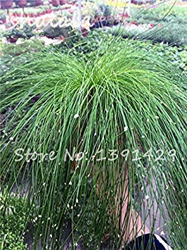 Vistaric 200 pcs Multi Color Garden Ornamental Semillas de césped Semillas de césped hermosas, semillas de bonsái, crecimiento natural, la tasa de germinación 95% 12