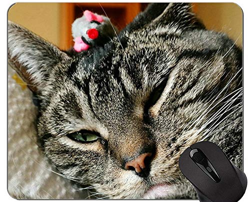 Yanteng Alfombrillas de ratón, Gato exótico de Pelo Corto Gato Persa Alfombrillas de ratón Personalizadas, Alfombrilla de ratón con Borde Cosido