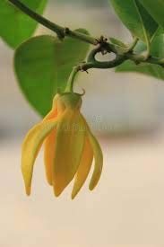 zumari 5 Semillas de Flor Cananga odorata Amarillas.