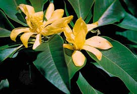 zumari 5 Semillas de Flor Cananga odorata Amarillas.