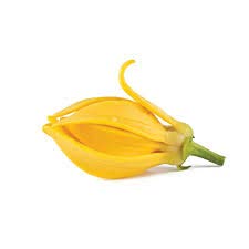 zumari 5 Semillas de Flor Cananga odorata Amarillas.