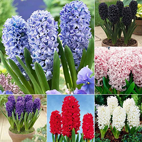 100 semillas de Hyacinthus Orientalis ornamentales para jardín, oficina, bonsái, decoración blanca, jacinthus orientalis para mujeres, hombres, niños, principiantes, jardineros regalo